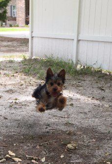 male Yorkshire Terrier jumping